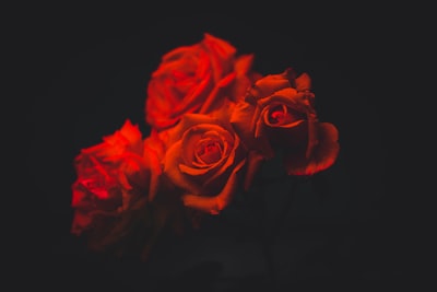 四个红玫瑰花朵
